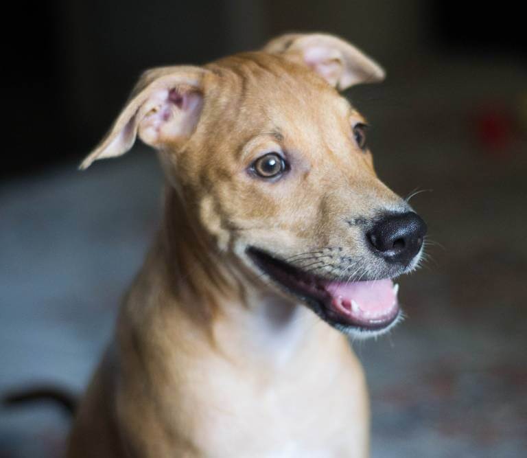 How Many Nipples Does A Dog Have?