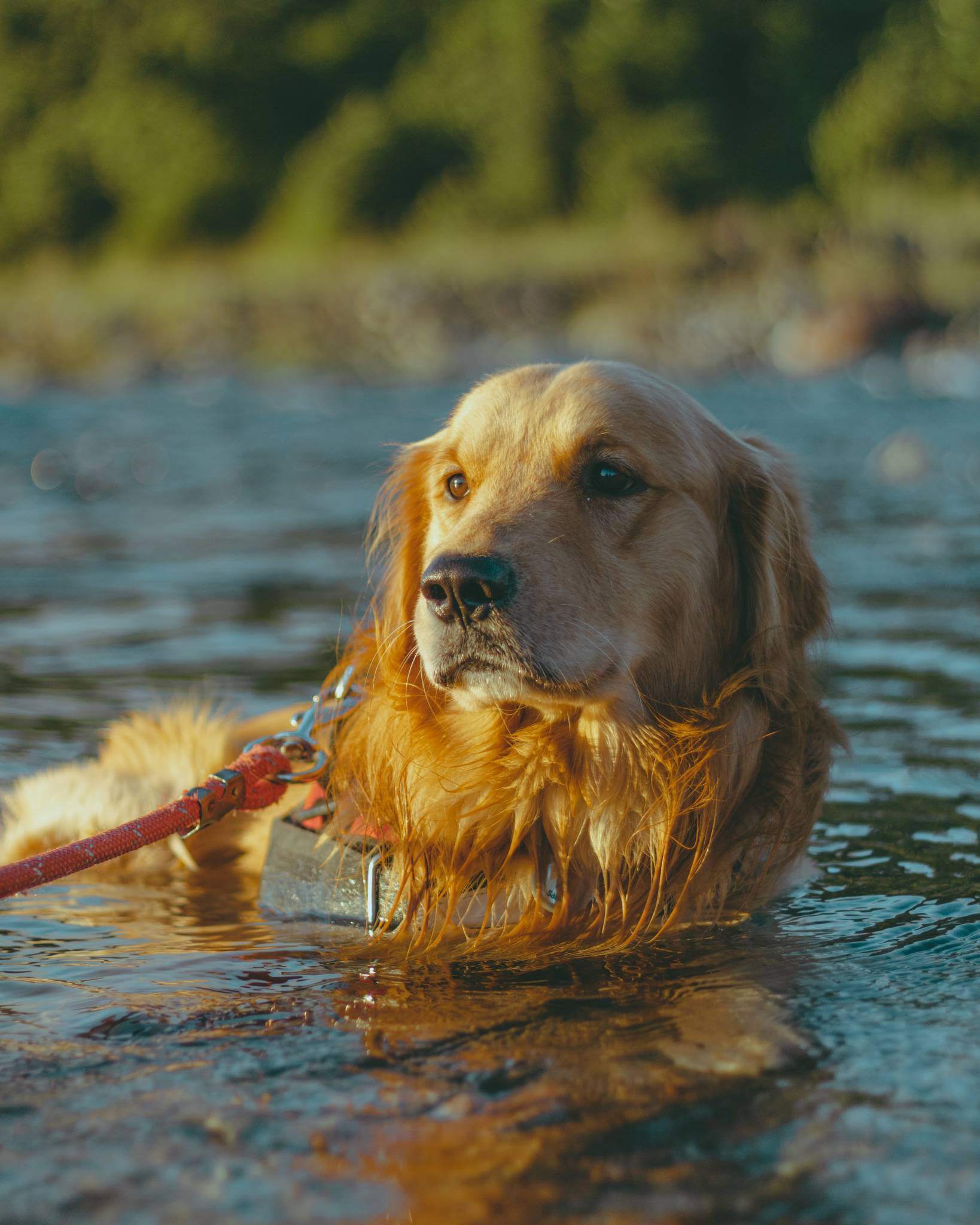 Pourquoi mon chien s