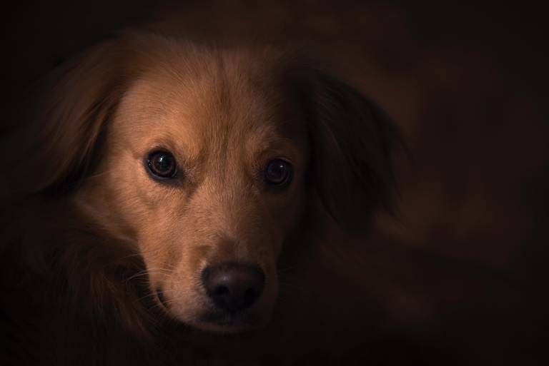 O que não alimentar um cão com convulsões?