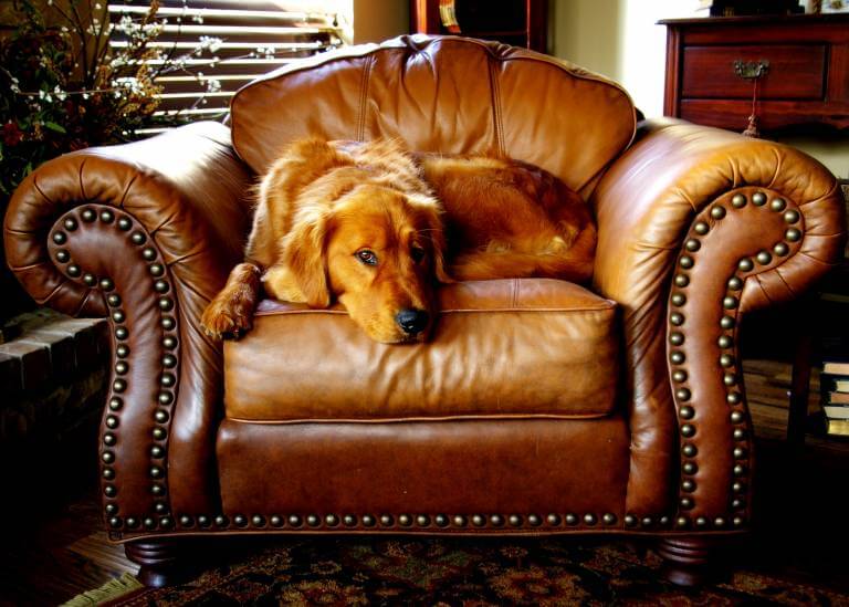 Como colocar um microchip em um cão?