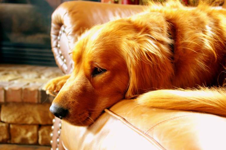 what-dog-breed-am-i-quiz-dogo