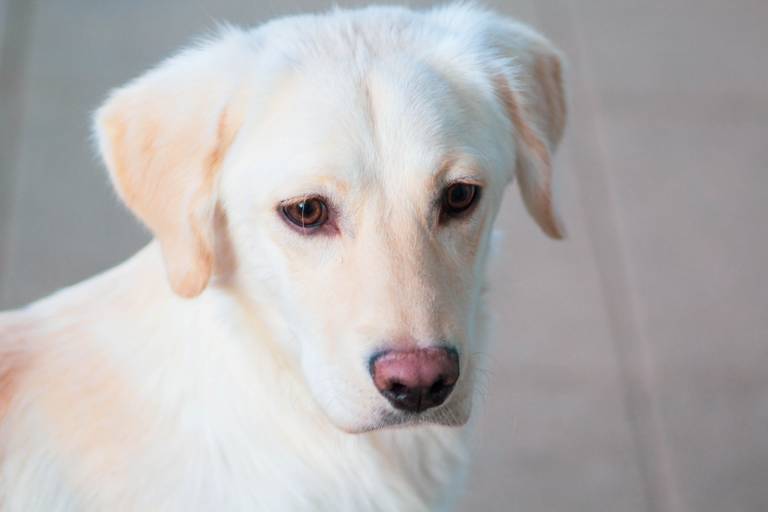 ¿Dónde castrar gratis a un perro?