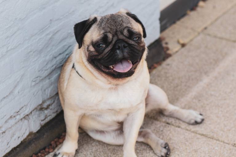 ¿Qué dar de comer a un perro con reflujo ácido?