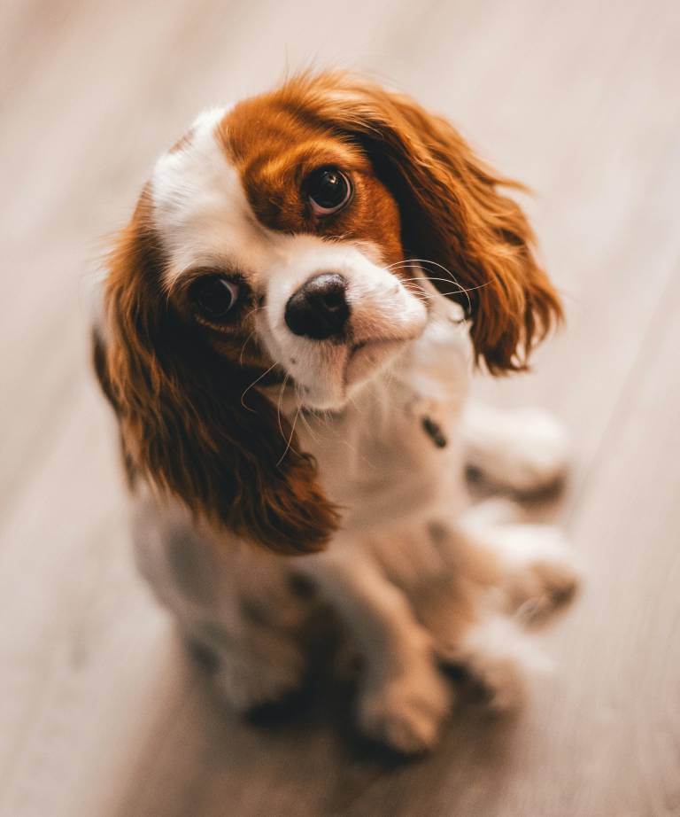 Warum kackt mein Hund Blut?