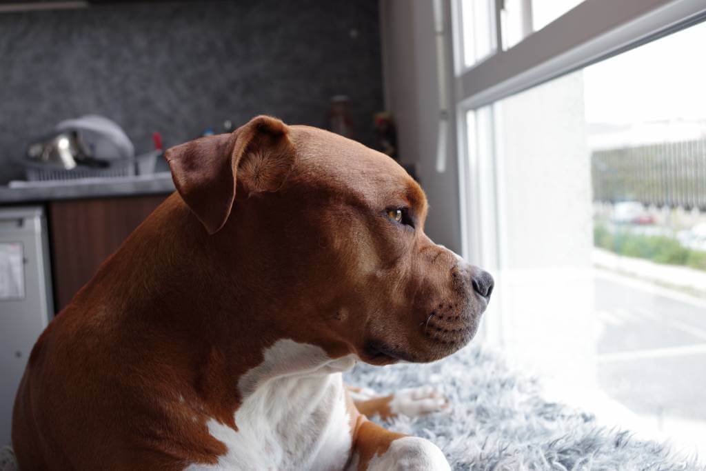 What To Do If Your Dog Eats Ham Dogo