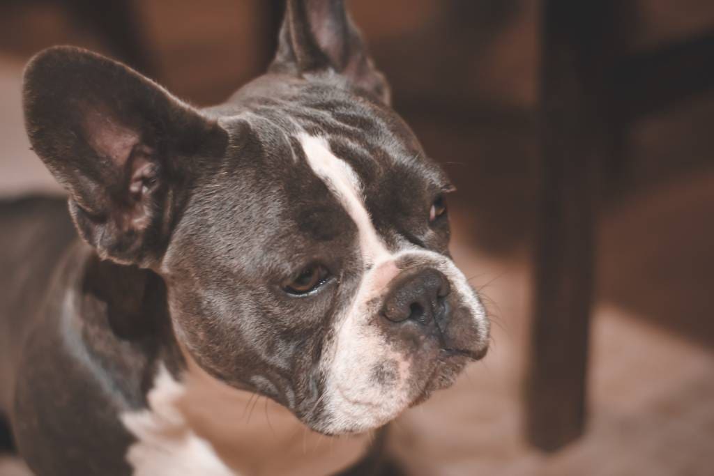 Trächtiger Hund hechelt Wie lange bis zur Geburt? - Dogo