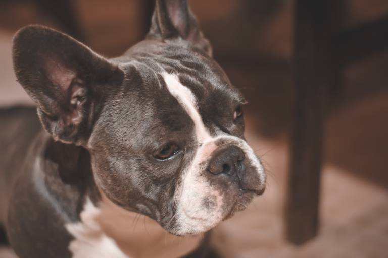 ¿Cuánto cuesta un caniche toy?