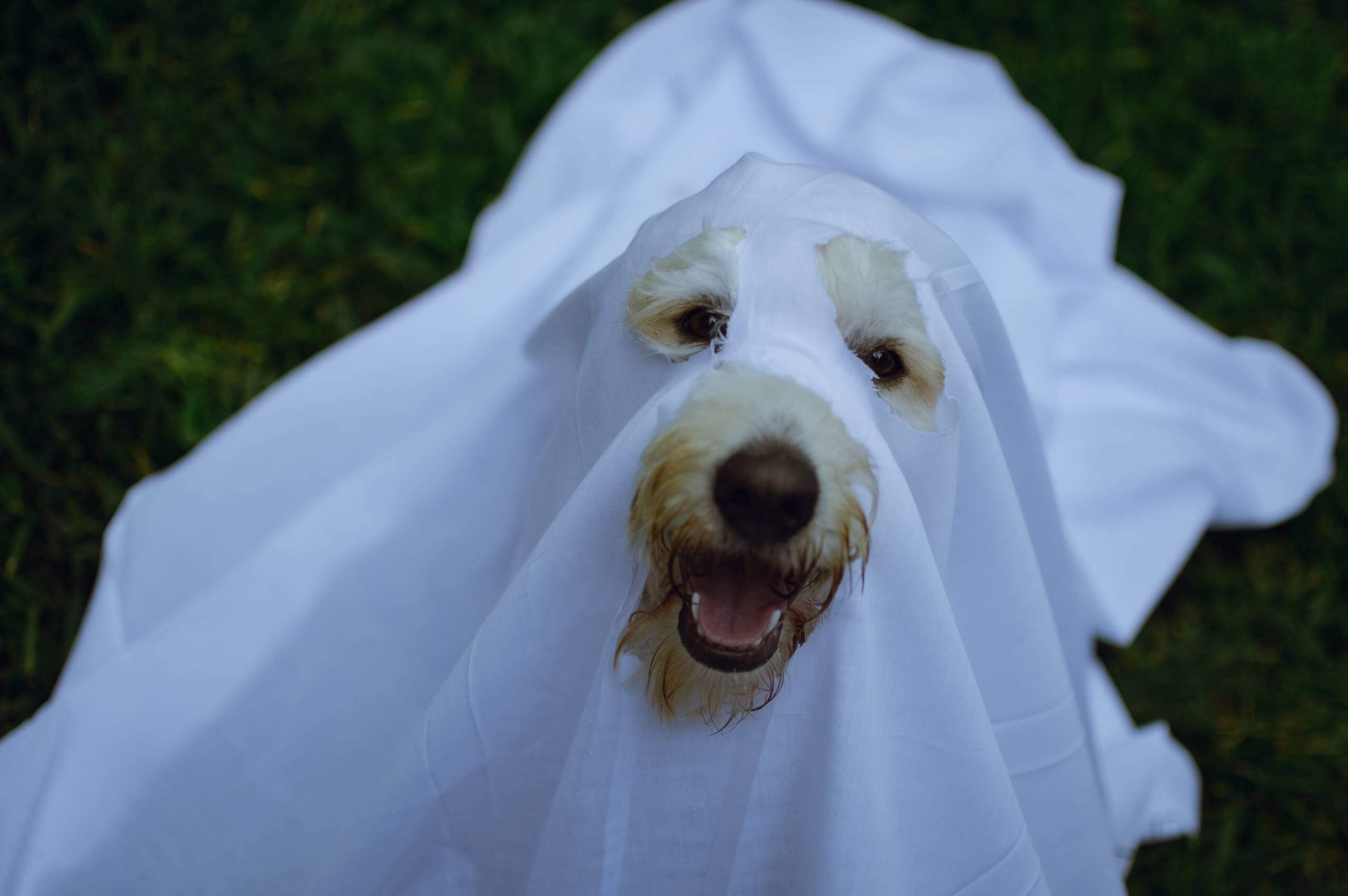 What Is Kennel Cough In Dogs Dogo