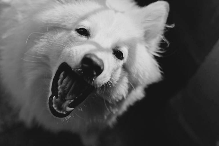 ¿Cuánto tiempo después de castrar al perro desaparece la testosterona?