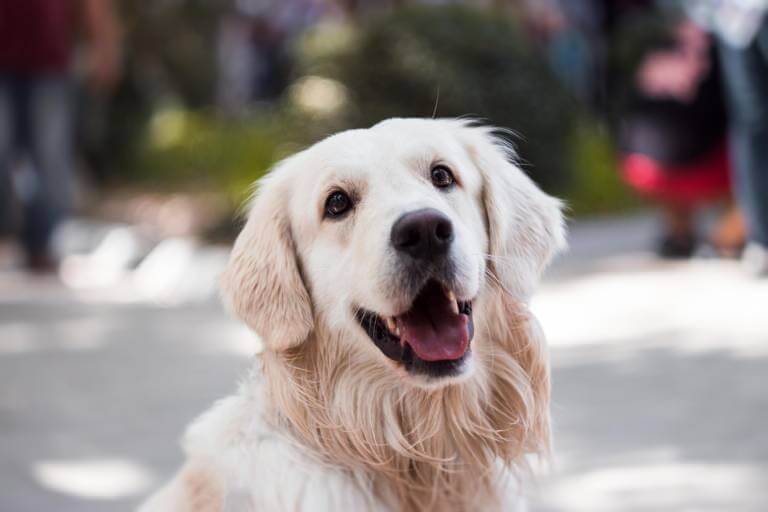 ¿Cómo tratar en casa la intoxicación por cebolla en los perros?
