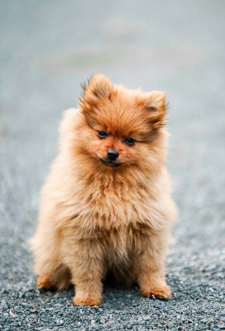 What Kind Of Dog Is Snoopy?