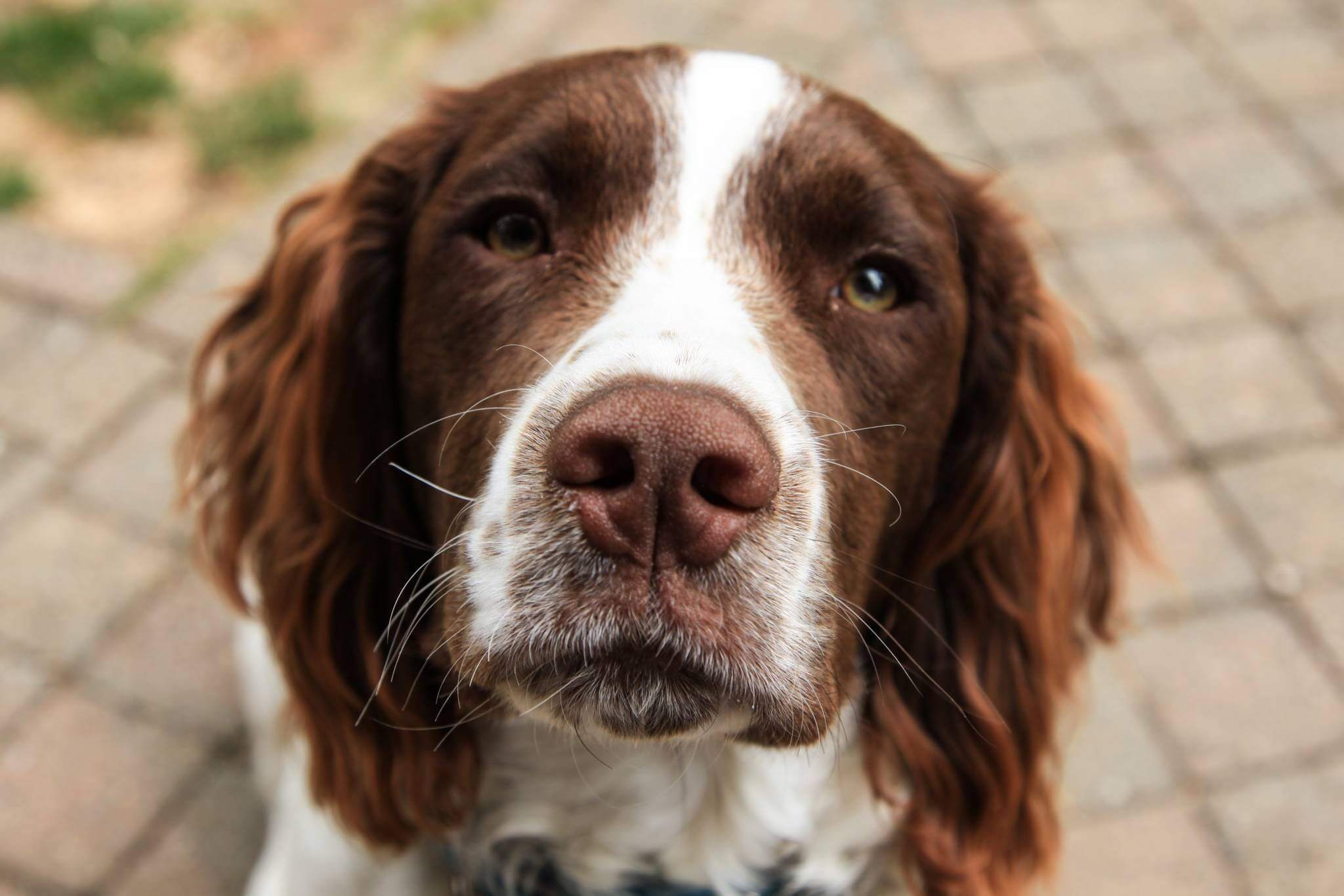 Comment euthanasier un chien à la maison ? Dogo