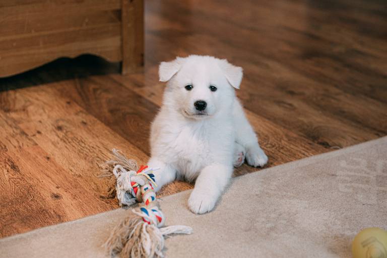 Comment traiter l'oreille gonflée d'un chien ?