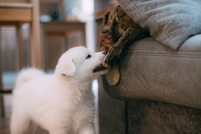 Qu'est-ce que Simparica pour les chiens ?