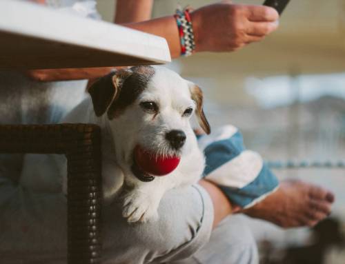 Wie kann man Nesselsucht bei Hunden zu Hause behandeln?