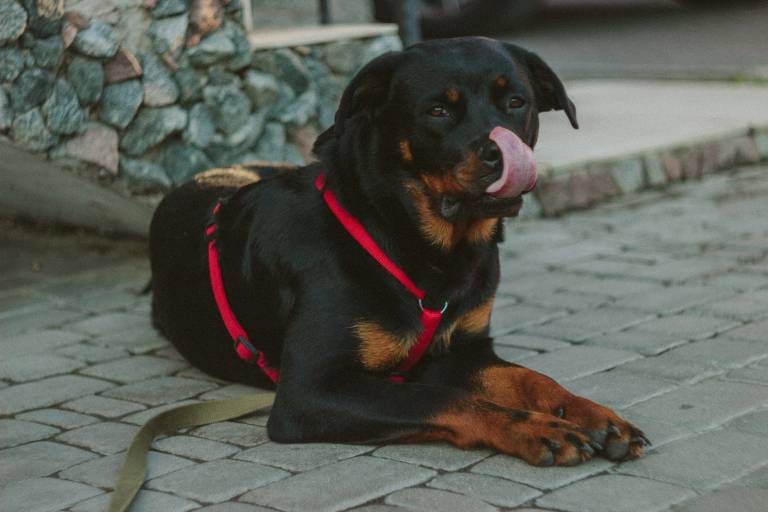 Wie viele Chromosomen haben Hunde?