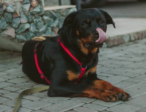 Können Hunde Mais fressen?