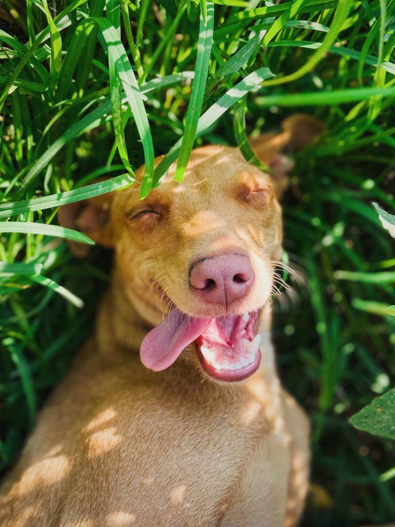 Pourquoi les chiens mangent-ils leurs chiots ?