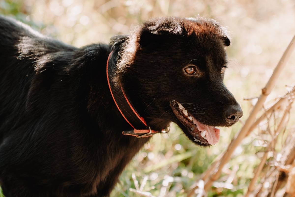 Pourquoi mon chiot faitil pipi toutes les 5 minutes ? Dogo
