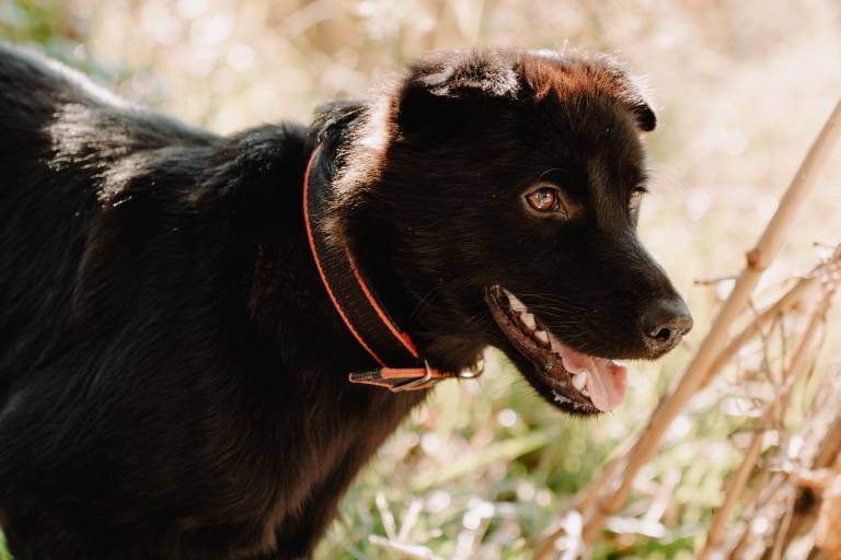 How Much Peppermint Oil Is Toxic To Dogs?