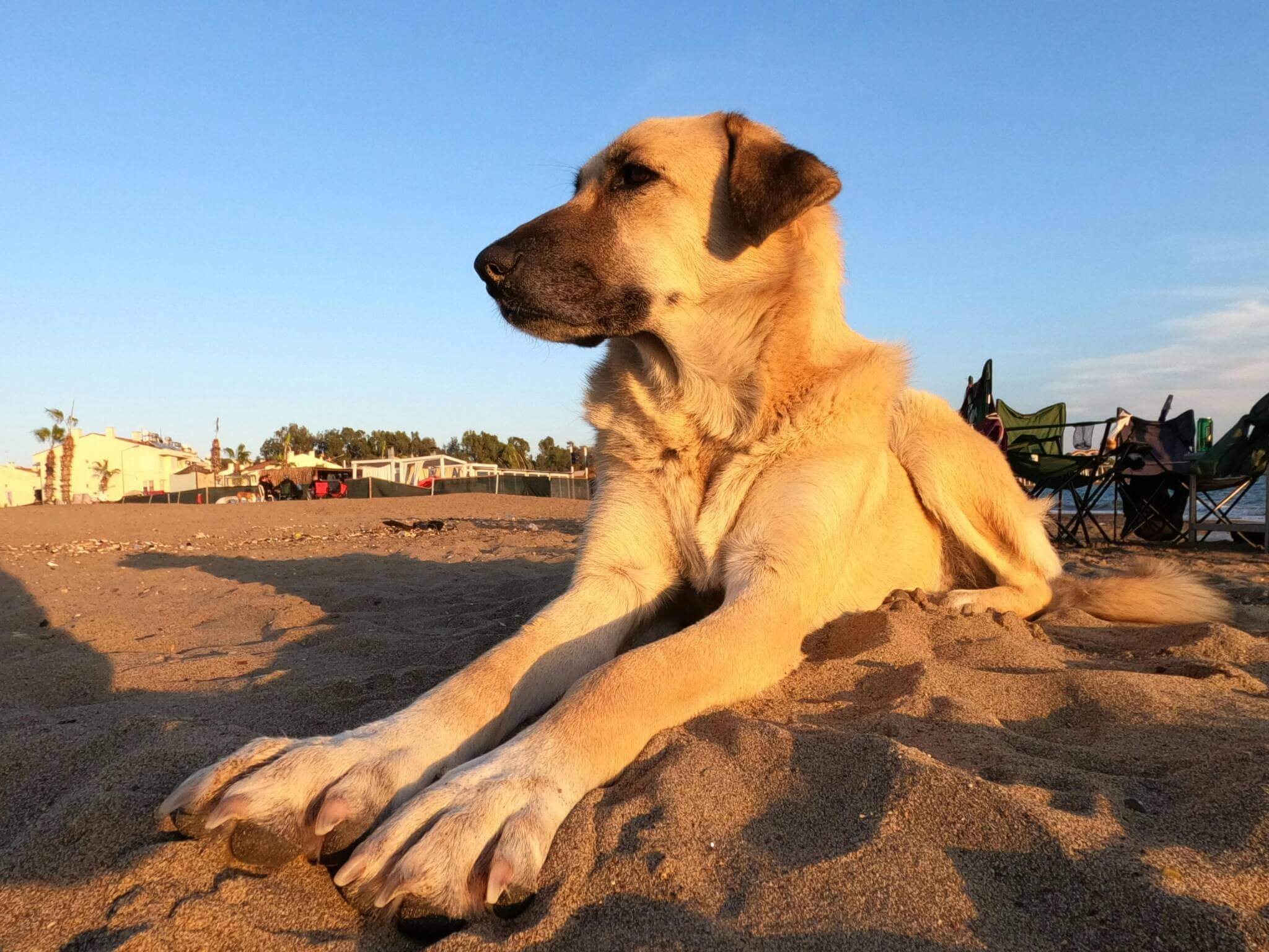 Best dog clicker training app - Dogo