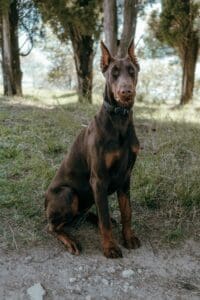 how much are doberman puppies?
