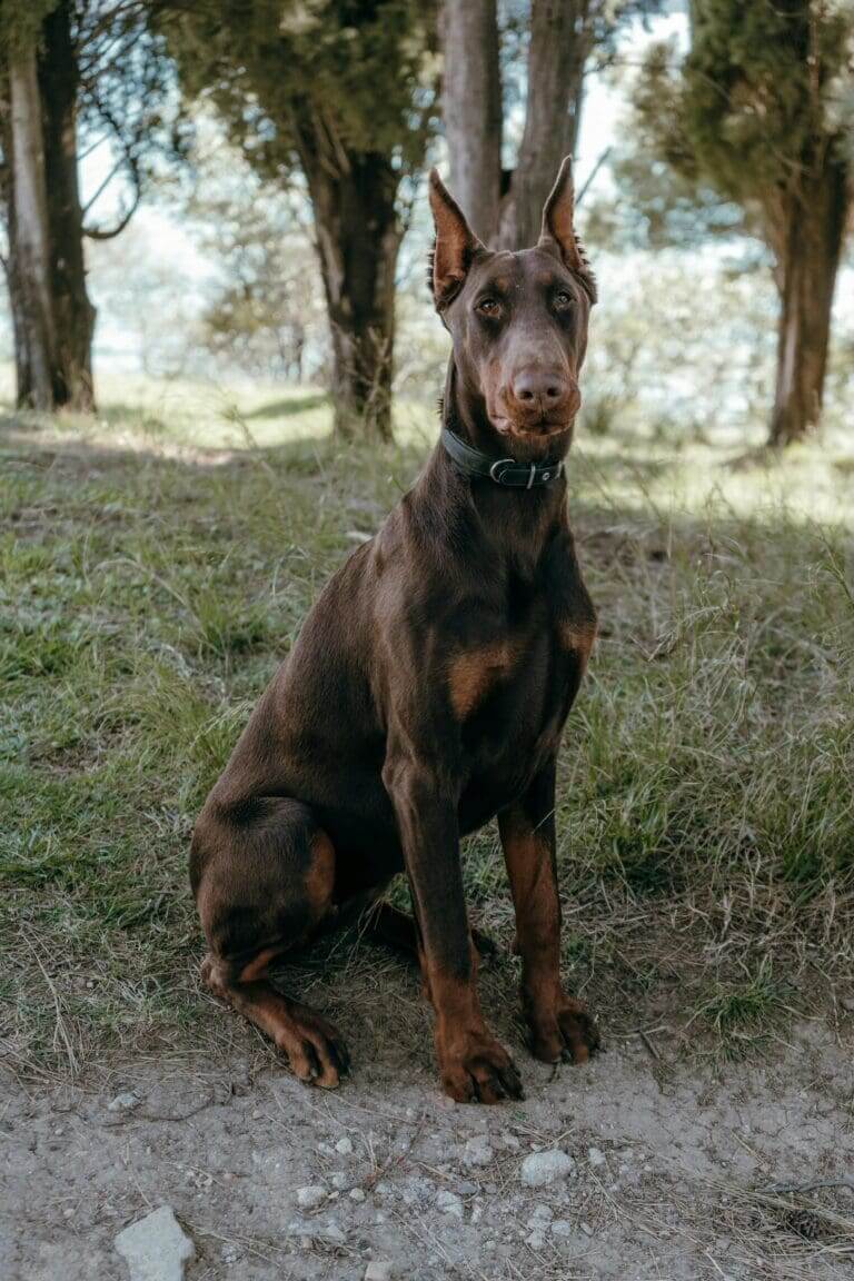 ¿Por qué mi perro me lame las piernas?