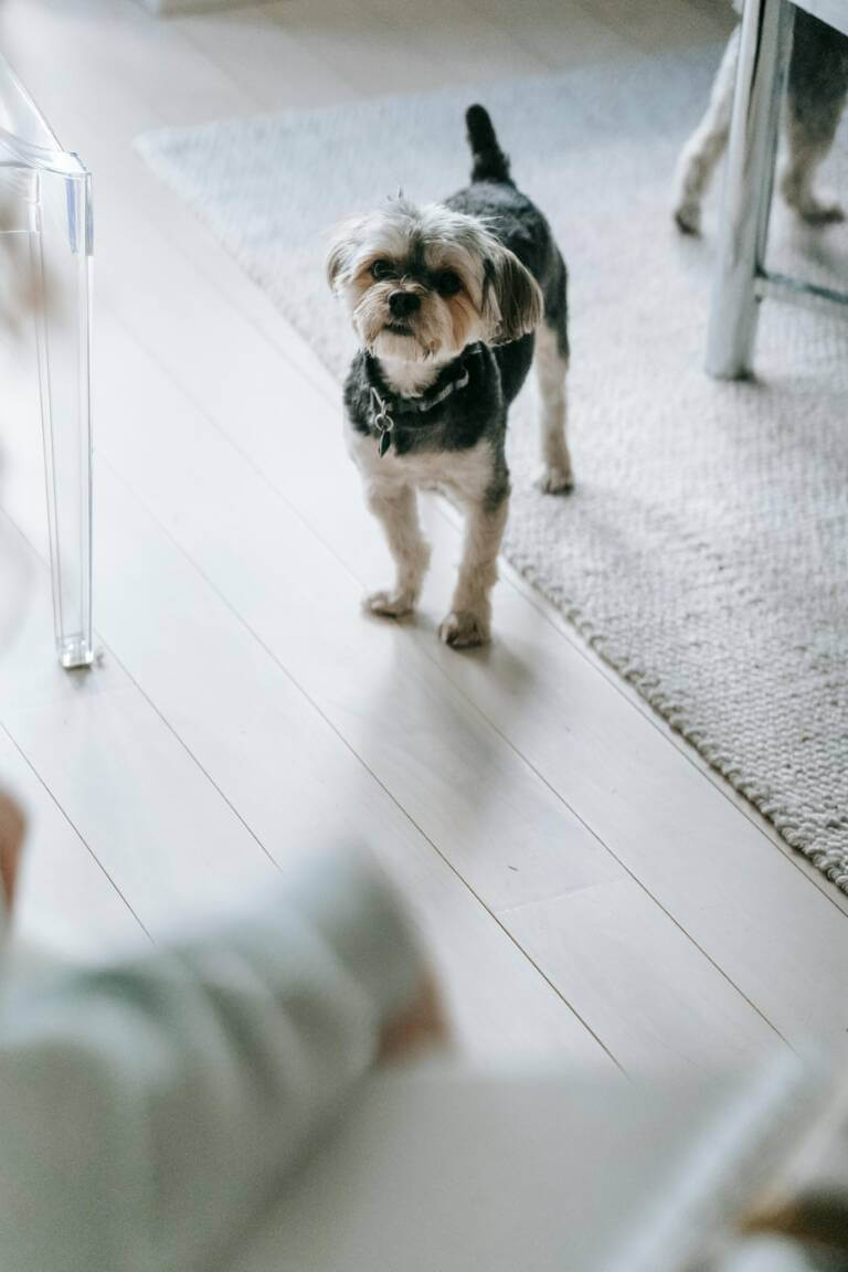 Why Do Dogs Bury Bones?