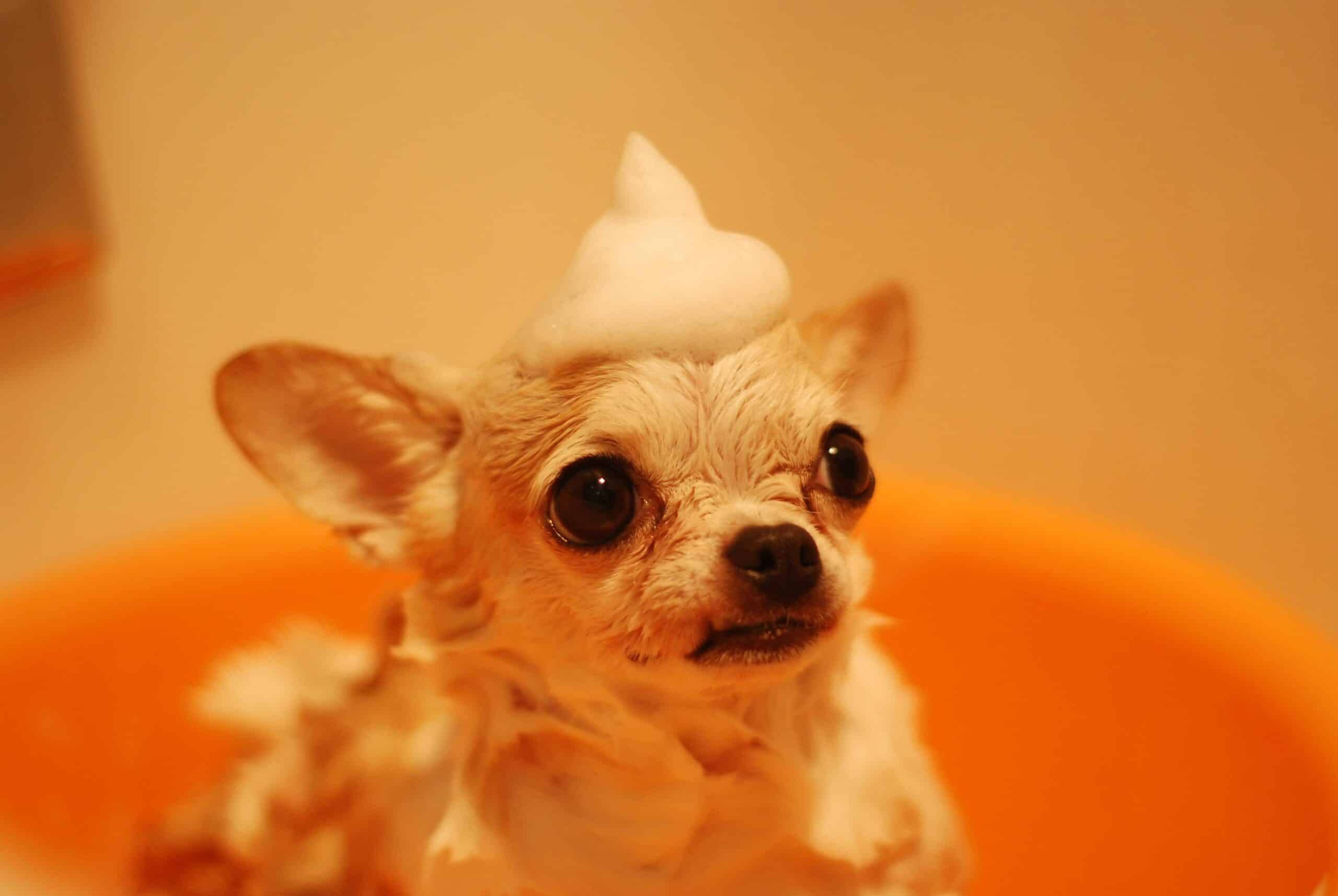 Discover Dog Shampoo That Smells Great for Your Pet