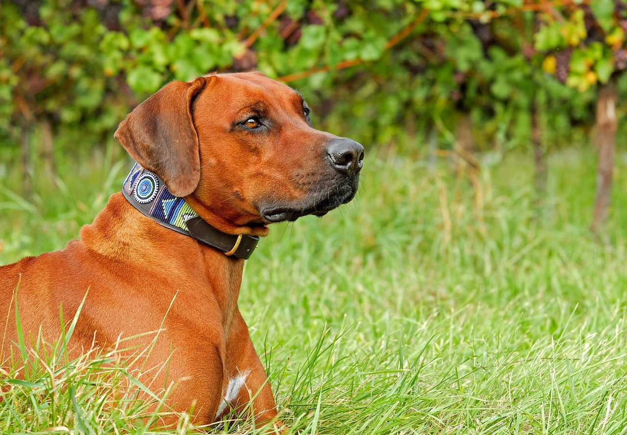 How to Choose the Best Collar for Your Dog: A Trainer’s Guide